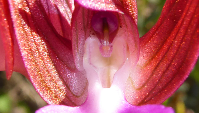 Anacamptis papilionacea ( e Anacamptis x gennarii)